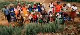 Sarilla SPARKLING TEA FOR HOME slider image Rwanda