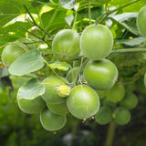 You Haven’t Tasted Monk Fruit Like Ours. Let’s Unpack the Difference.