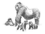 gorillas inspired our brand sarilla