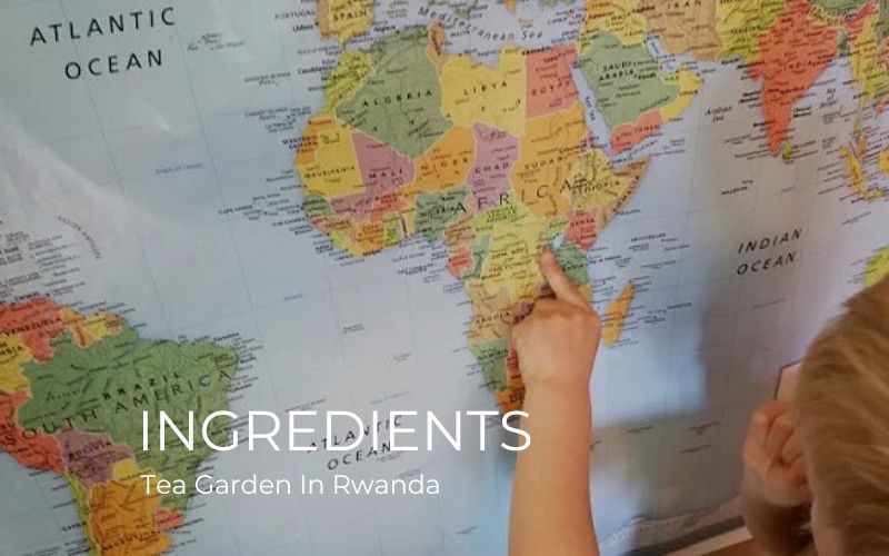 Sarilla Ingredients Tea garden in Rwanda